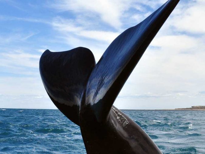 Ballenas