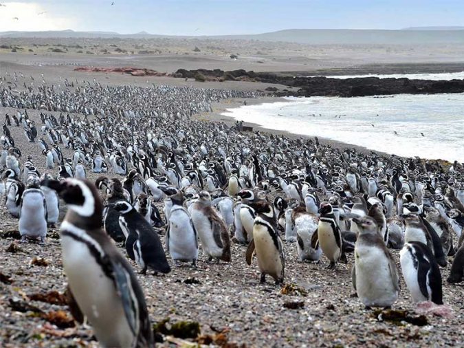 Punta Tombo