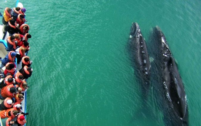 avistaje de ballenas (18)