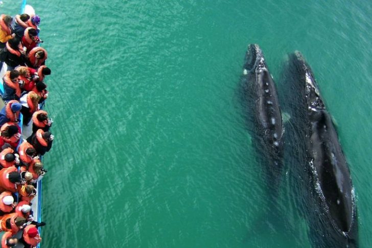avistaje de ballenas (18)