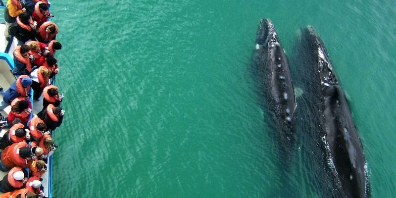 avistaje de ballenas (18)