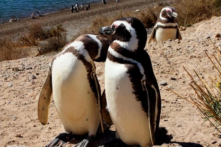 pinguinos 2